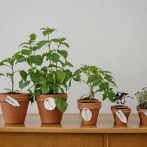 Un jardín perfumado con aromáticas mediterráneas