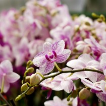 (ES) Raíces saludables, orquídeas felices