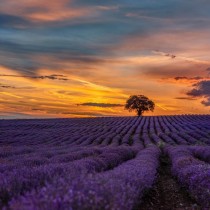 El encanto de la lavanda en pleno esplendor El encanto de la lavanda en pleno esplendor
