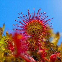 (ES) La intrigante elegancia de las plantas carnívoras: Drosera Rotundifolia