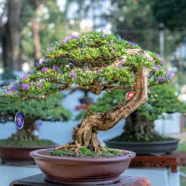 (ES) Cuidados esquisitos para tu bonsai