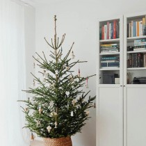 (ES) Abetos radiantes en diciembre