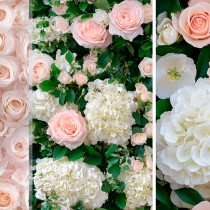(ES) Hortensias y Camelias radiantes