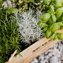 (ES) Fragancia y sabor en tu jardín