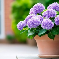 (ES) Mima tus hortensias: trucos para verlas florecer