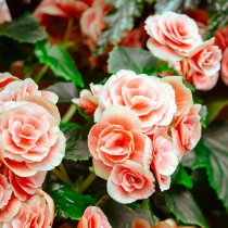 (ES) El secreto para unos rosales sanos y llenos de flores