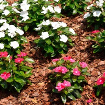 (ES) Acolchado para cultivos en verano: protege tus plantas del calor