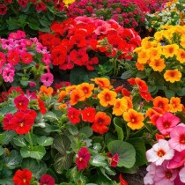 (ES) Color y vida para tu jardín