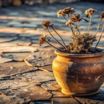 (ES) Protege tus plantas de la  ola de calor