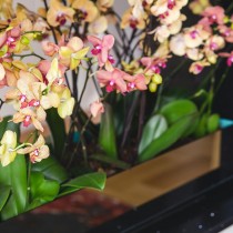 (ES) Raíces sanas, Orquídeas contentas (ES) Raíces sanas, Orquídeas contentas
