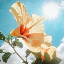 (ES) Terratest: base fértil para cuidar plantas de flor en verano