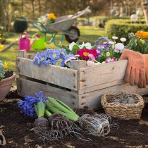(ES) Verano en flor: haz que tu jardín brille con fuerza