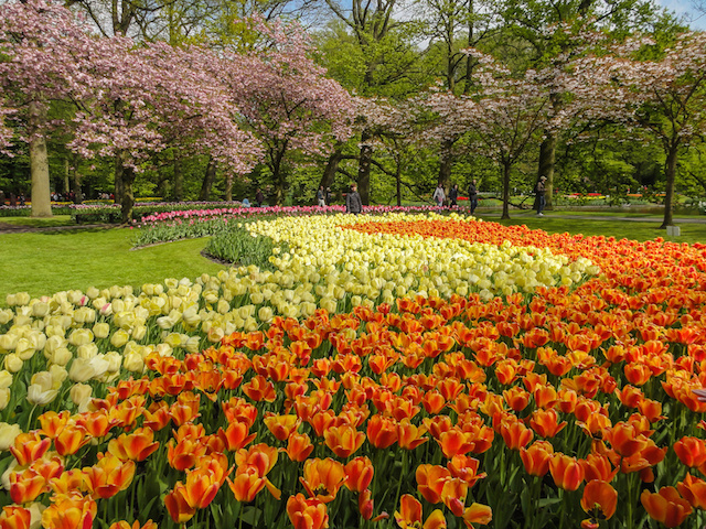 wiosna w parku Keukenhof, tulipany i drzewa